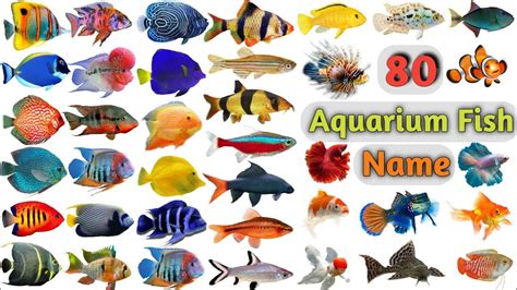 fish name list and picture|Aquarium Fish Names: 141 Amazing Fish Types with Pictures!.